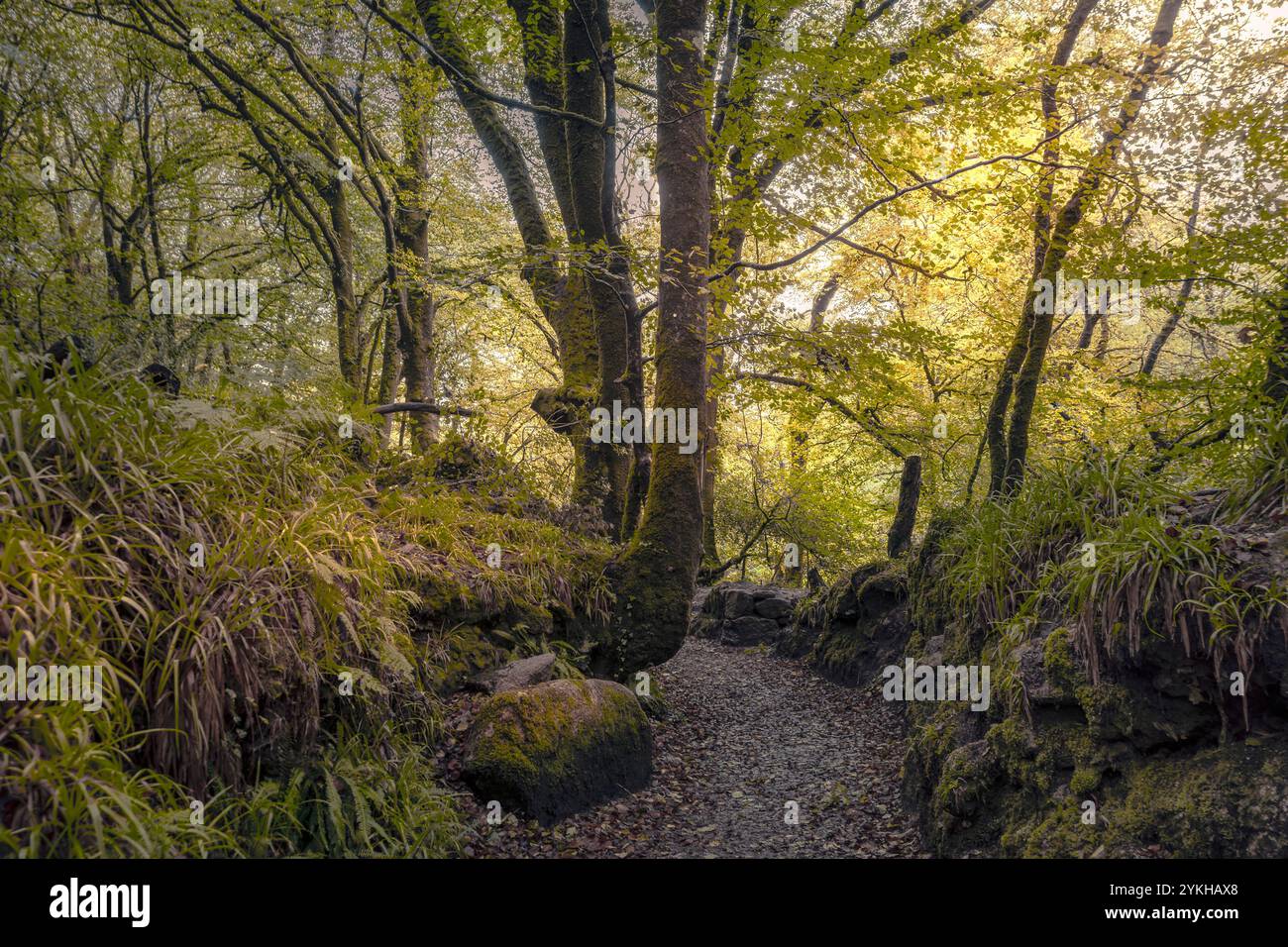 Der Leet Path durch den alten Wald von Draynes Wood auf Bodmin Moor in Cornwall in Großbritannien. Stockfoto