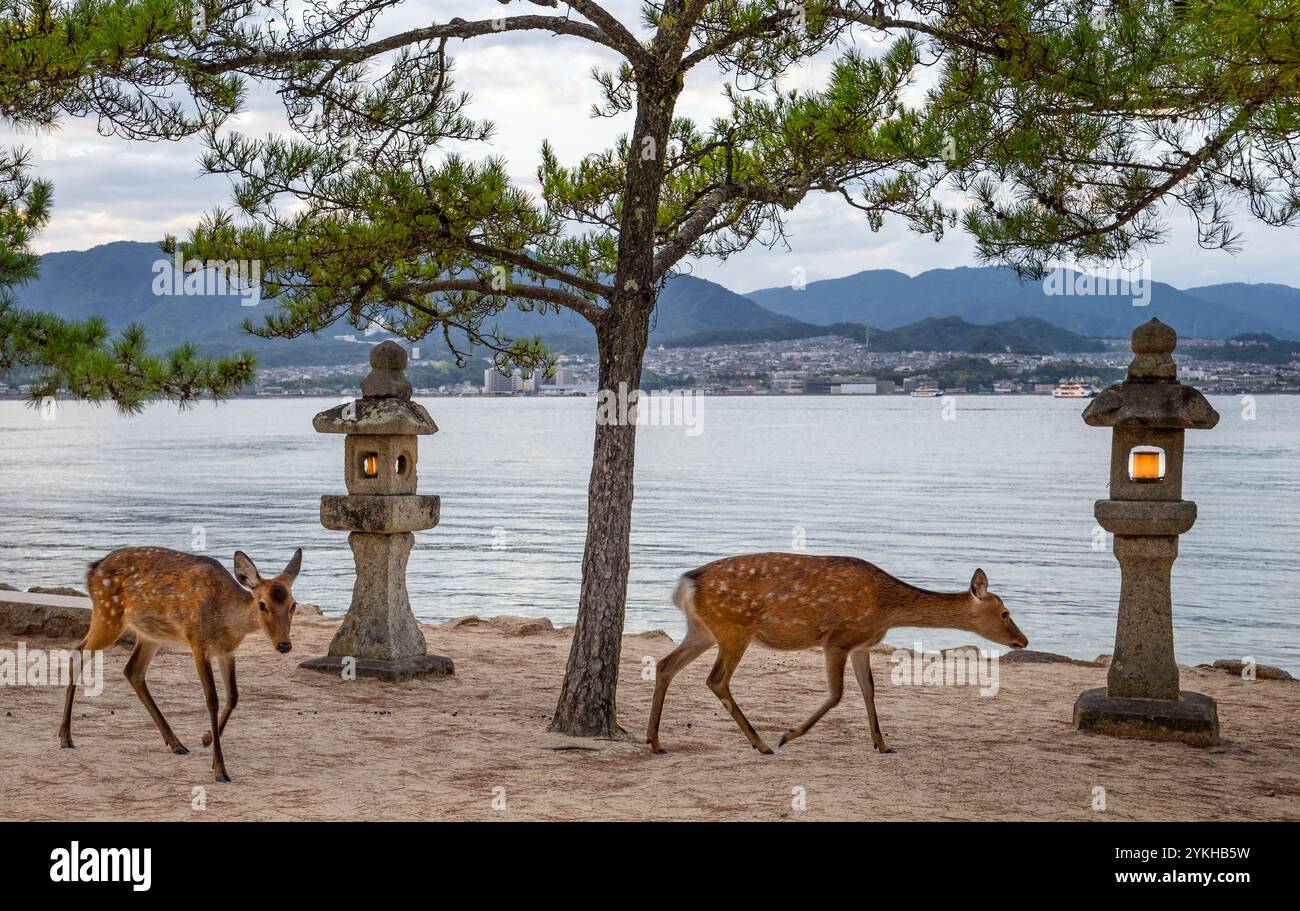 Zwei japanische Sika-Hirsche vor zwei Steinlaternen in der Nähe des Itsukashima-Schreins auf der Insel Miyajima, Japan am 29. September 2024 Stockfoto