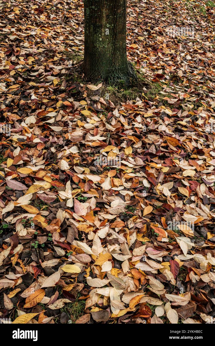Ein Teppich aus gefallenen Blättern, der auf Gras in einem Garten in Großbritannien liegt. Stockfoto