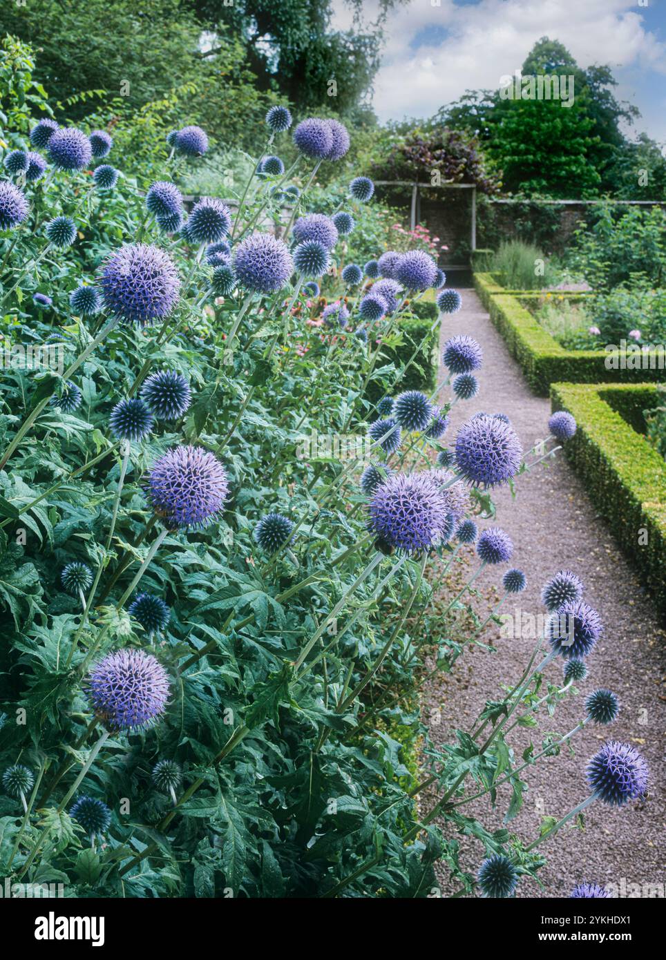 Echinops Ritro „Veitch's Blue“ im formellen Box Parterre Garden UK Stockfoto