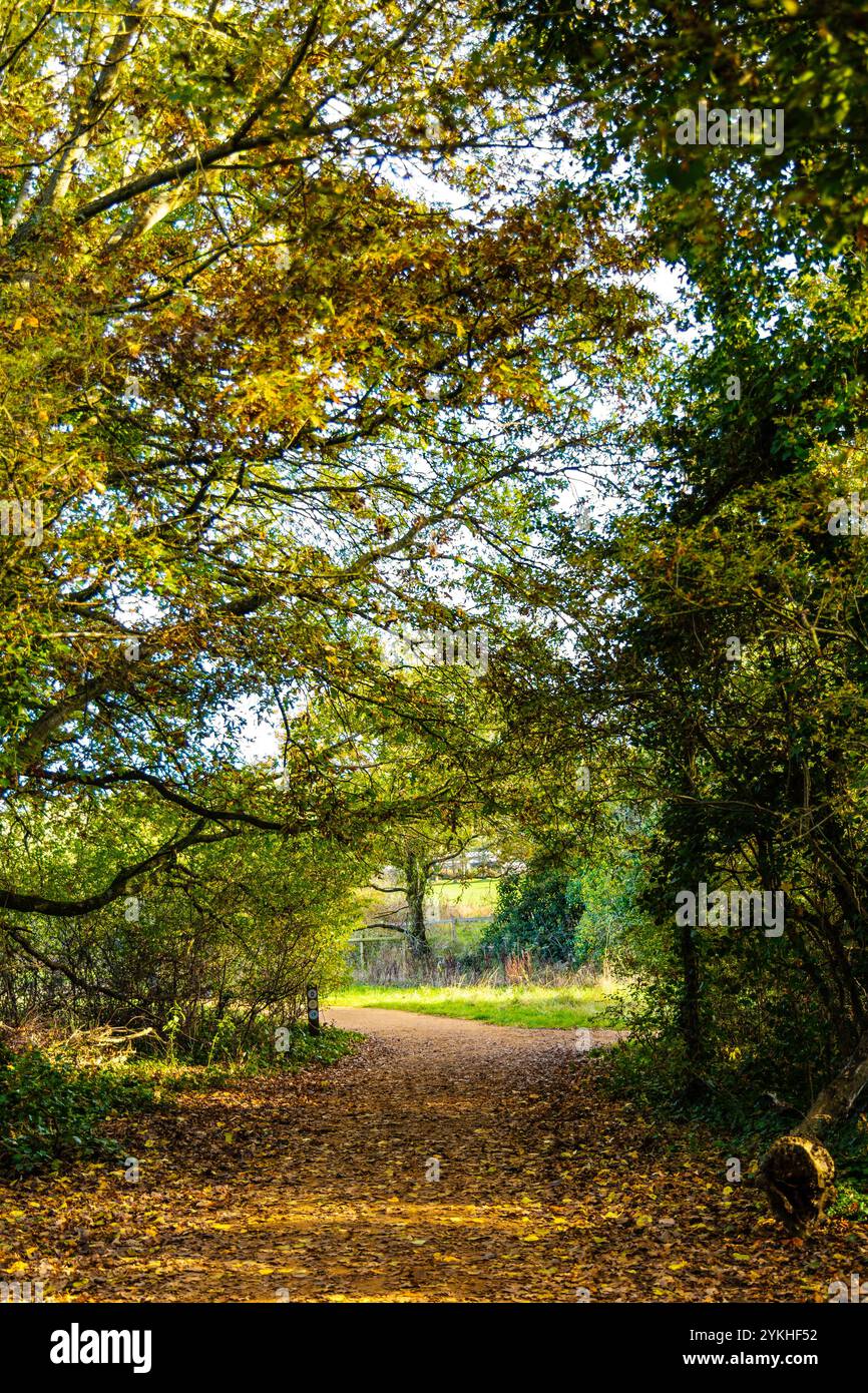 Gefallene Blätter und Bäume im Herbst im Hainault Forest Country Park, England Stockfoto