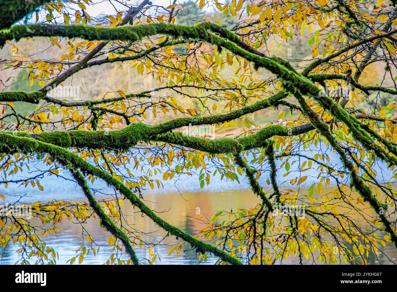 Blick durch moosbedeckte Zweige, bedeckt mit herbstfarbenen Blättern von braun, grün und gelb auf einen See an einem sonnigen Tag Stockfoto