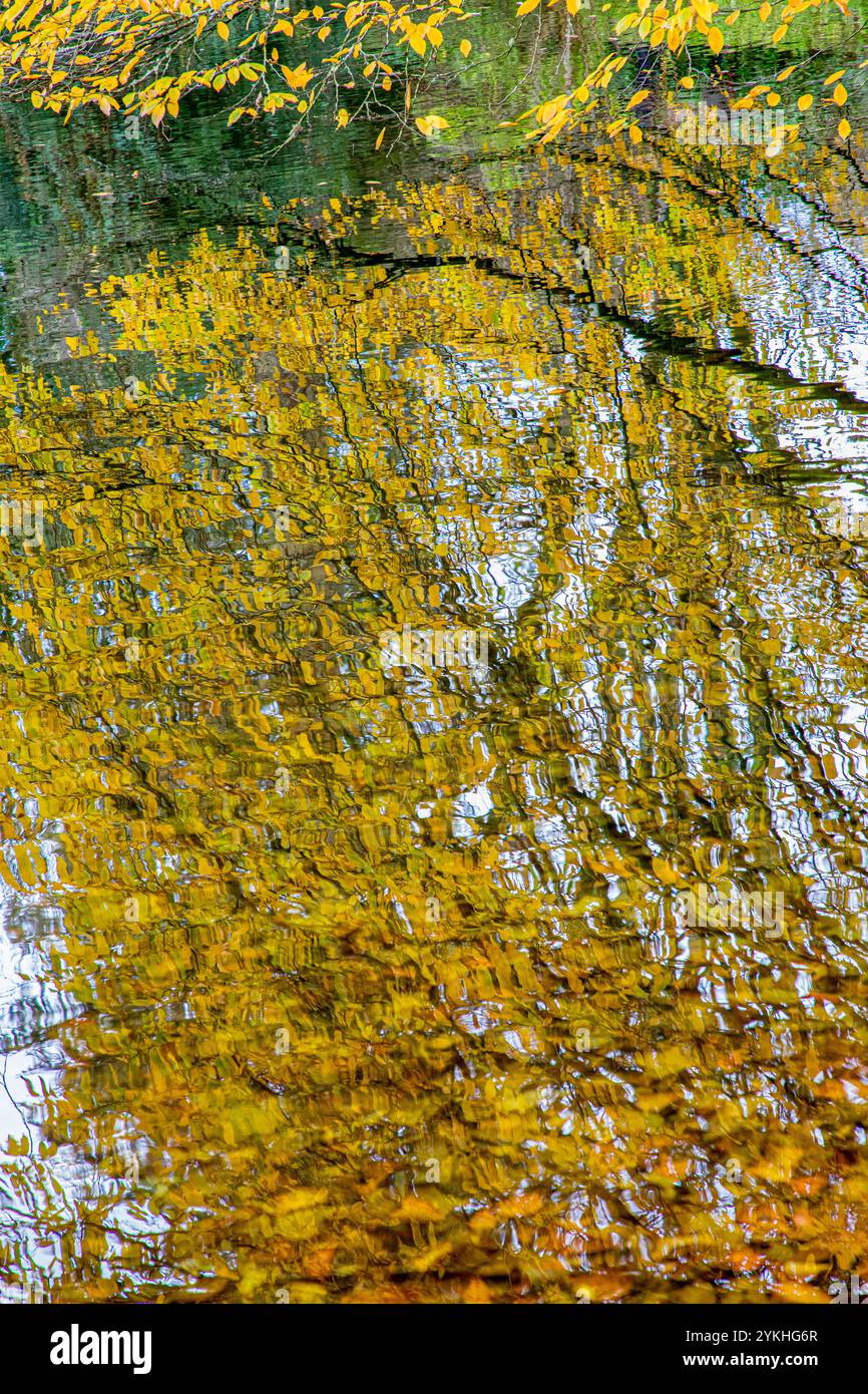 Reflektionen von moosbedeckten Zweigen und herbstfarbenen Blättern von braun, grün und gelb in einem plätschernden Wasser an einem sonnigen Tag Stockfoto