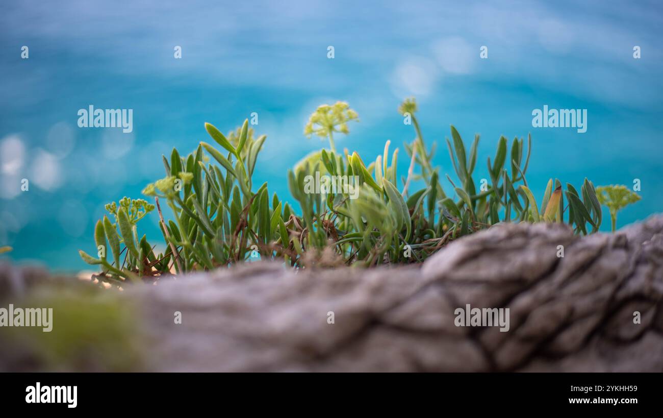 Meerfenchel (Crithmum maritimum) wächst entlang der felsigen Küste mit türkisfarbenem Wasser im Hintergrund, Kroatien Stockfoto