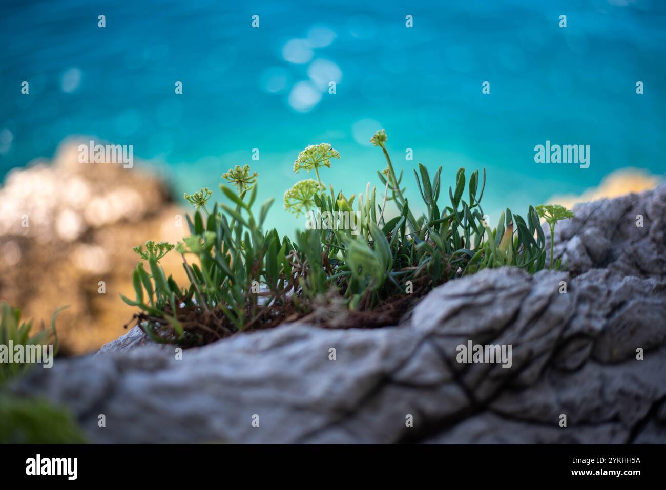Meerfenchel (Crithmum maritimum) wächst entlang der felsigen Küste mit türkisfarbenem Wasser im Hintergrund, Kroatien Stockfoto