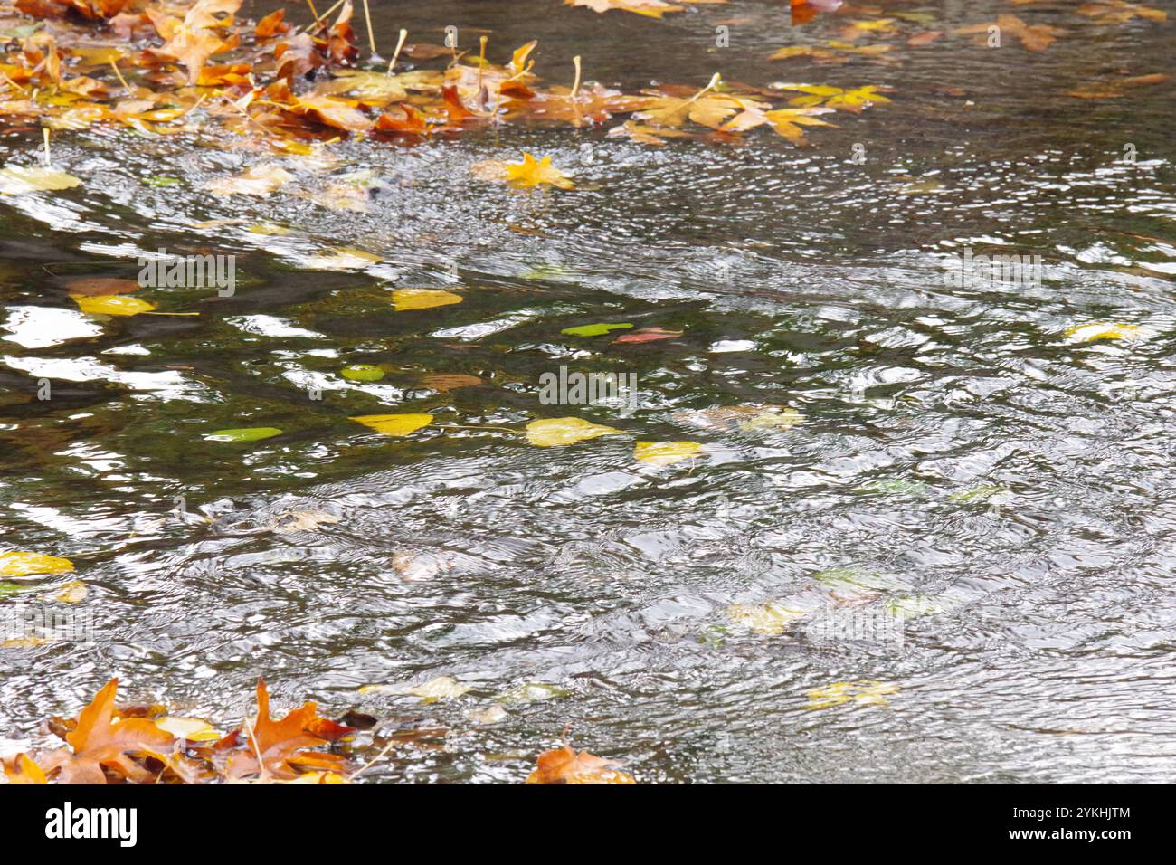 Fließende Blätter auf Wasser Stockfoto