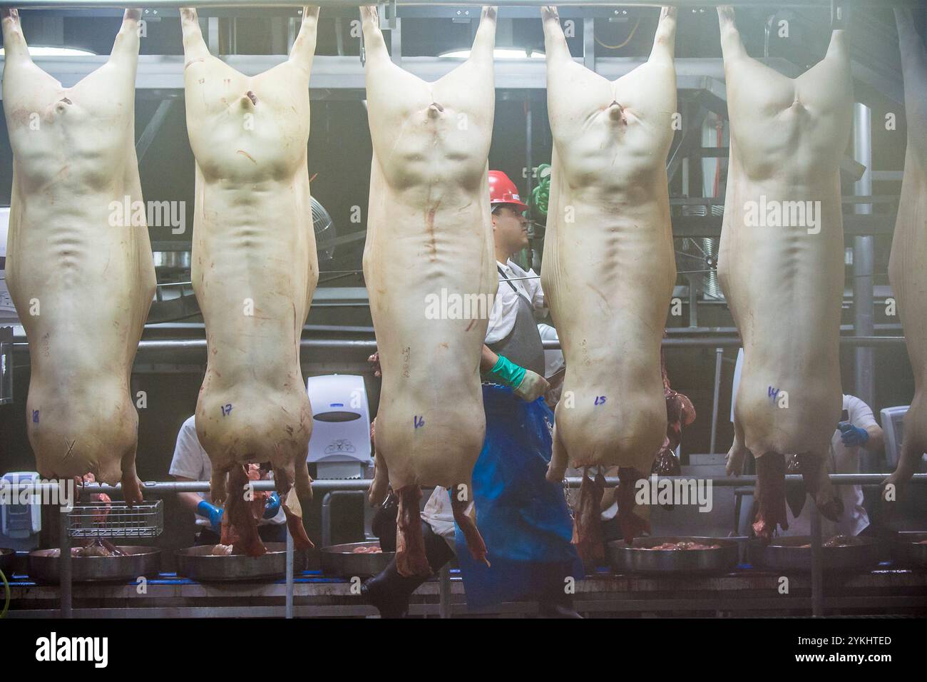 Triumph Foods Produktionsanlage für Schweinefleisch 28. April 2017. Das Werk beherbergt 2.800 Mitarbeiter in St. Joseph, Mo. Die Fleischverpackungsindustrie (auch Fleischverpackungsindustrie oder Fleischverpackungsindustrie) kümmert sich um das Schlachten, die Verarbeitung, die Verpackung und den Vertrieb von Fleisch von Tieren wie Rindern, Schweinen, Schafen und anderen Tieren. Geflügel ist in der Regel nicht enthalten. Dieser größere Teil der gesamten Fleischindustrie konzentriert sich in erster Linie auf die Herstellung von Fleisch für den menschlichen Verzehr, produziert aber auch eine Vielzahl von Nebenprodukten wie Häute, getrocknetes Blut, Eiweißmehl wie Fleisch- und Knochenmehl. Stockfoto