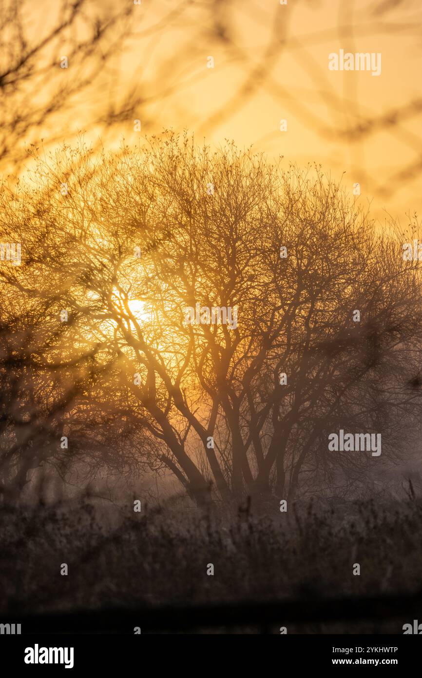 Sonnenaufgang über den Bäumen Stockfoto