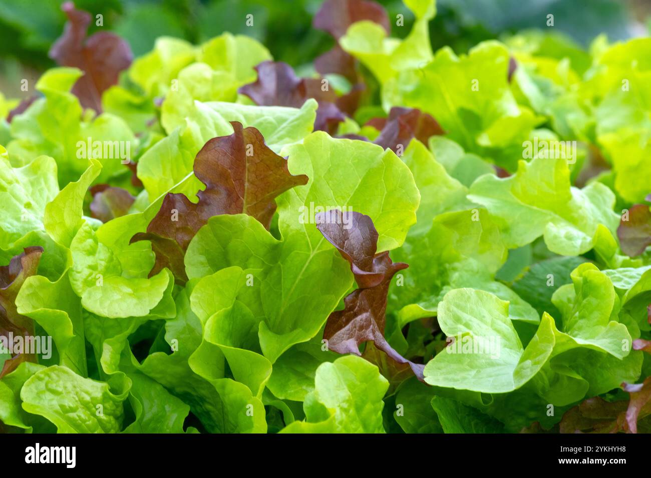 Lebendige Mischung aus grünen und roten Salatblättern, frisch angebaut, mit ihrer knackigen Textur und natürlichen Farben, perfekt für einen frischen Salat oder gesunde mich Stockfoto