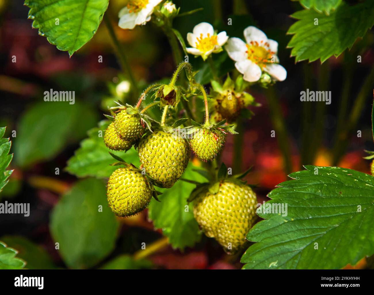 Unreife grüne Erdbeeren wachsen im Garten. Stockfoto