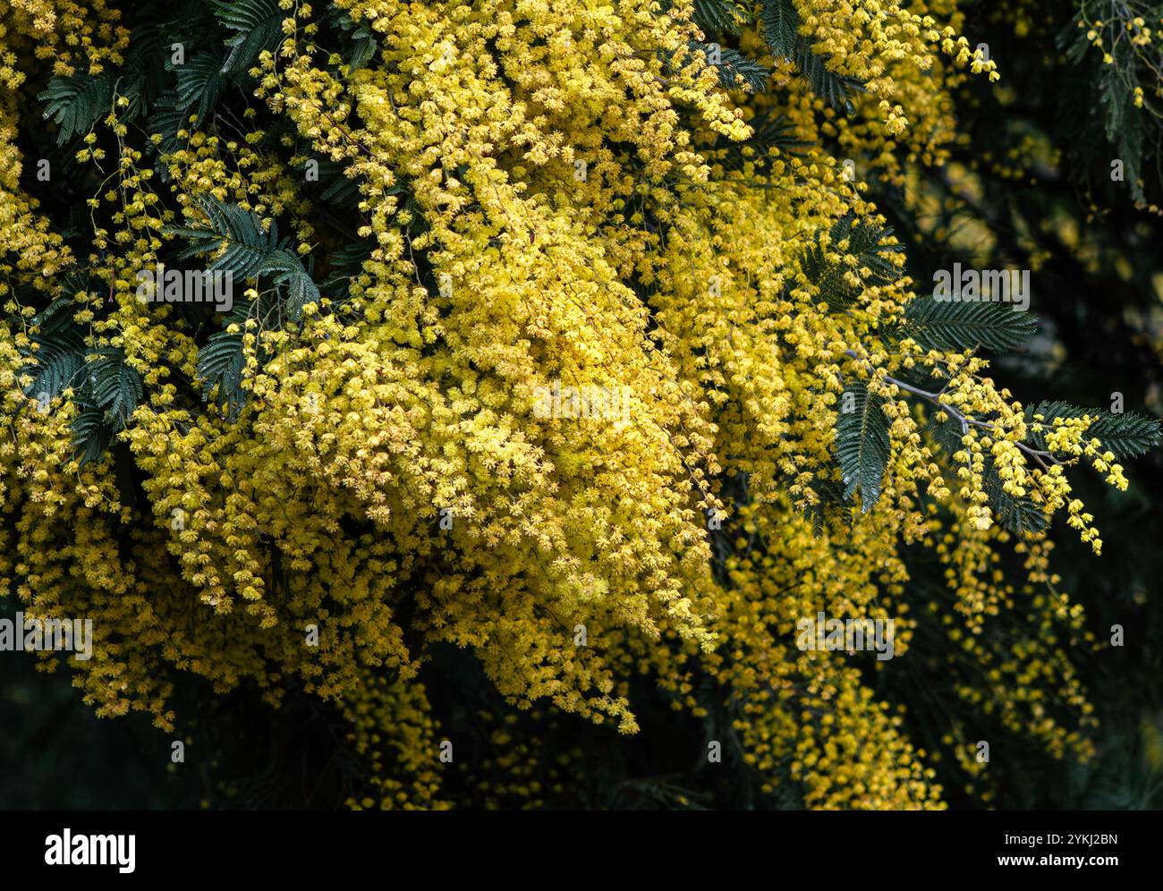Gelbe Mimosa Blumen im Frühling Stockfoto