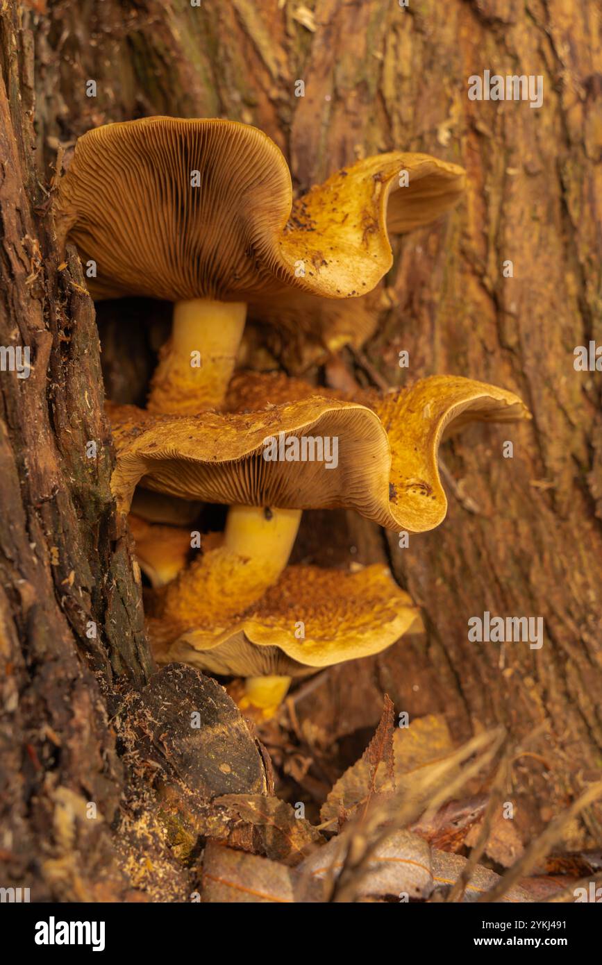 Honigpilz, überreichlich, essbar, Baumpilz, Pilz, Armillaria Mellea, schlachtet alte, kranke Bäume, Waldböden, Wirbellose, Bauböden. Stockfoto