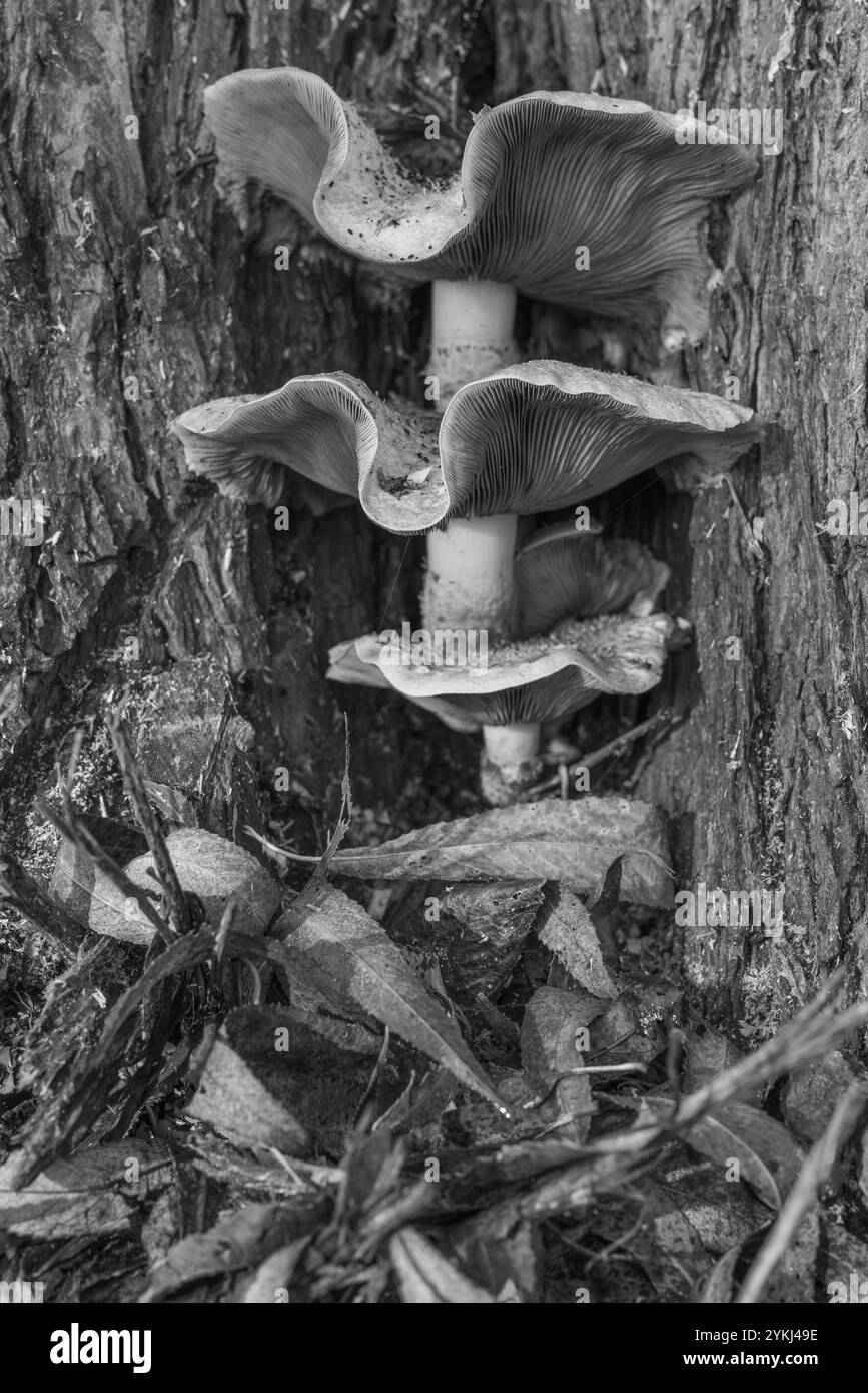 Honigpilz, überreichlich, essbar, Baumpilz, Pilz, Armillaria Mellea, schlachtet alte, kranke Bäume, Waldböden, Wirbellose, Bauböden. Stockfoto