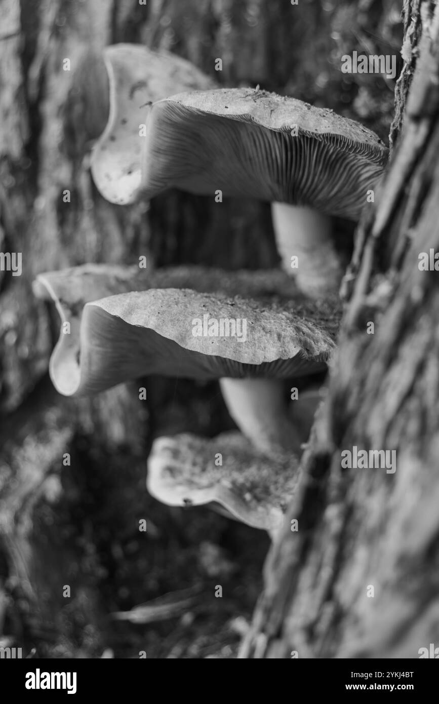 Honigpilz, überreichlich, essbar, Baumpilz, Pilz, Armillaria Mellea, schlachtet alte, kranke Bäume, Waldböden, Wirbellose, Bauböden. Stockfoto