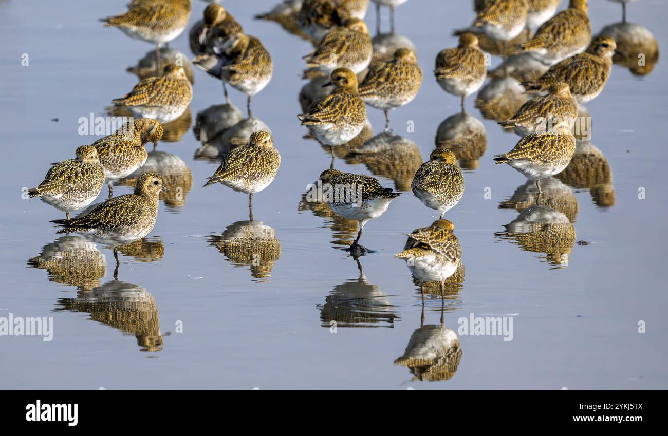 Hunderte von Golden Plover pluvialis Apricaria im RSPB Nature Reserve in Titchwell, North Norfolk, Großbritannien Stockfoto