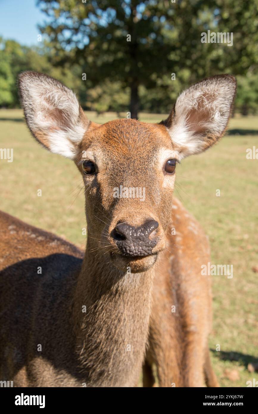Sika-Hirsch Stockfoto