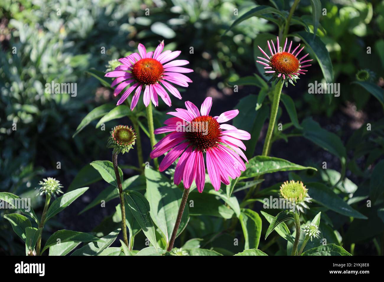 Zwei hellviolette, malvenfarbene Blüten mit rötlich-braunen Mittelpunkten Stockfoto