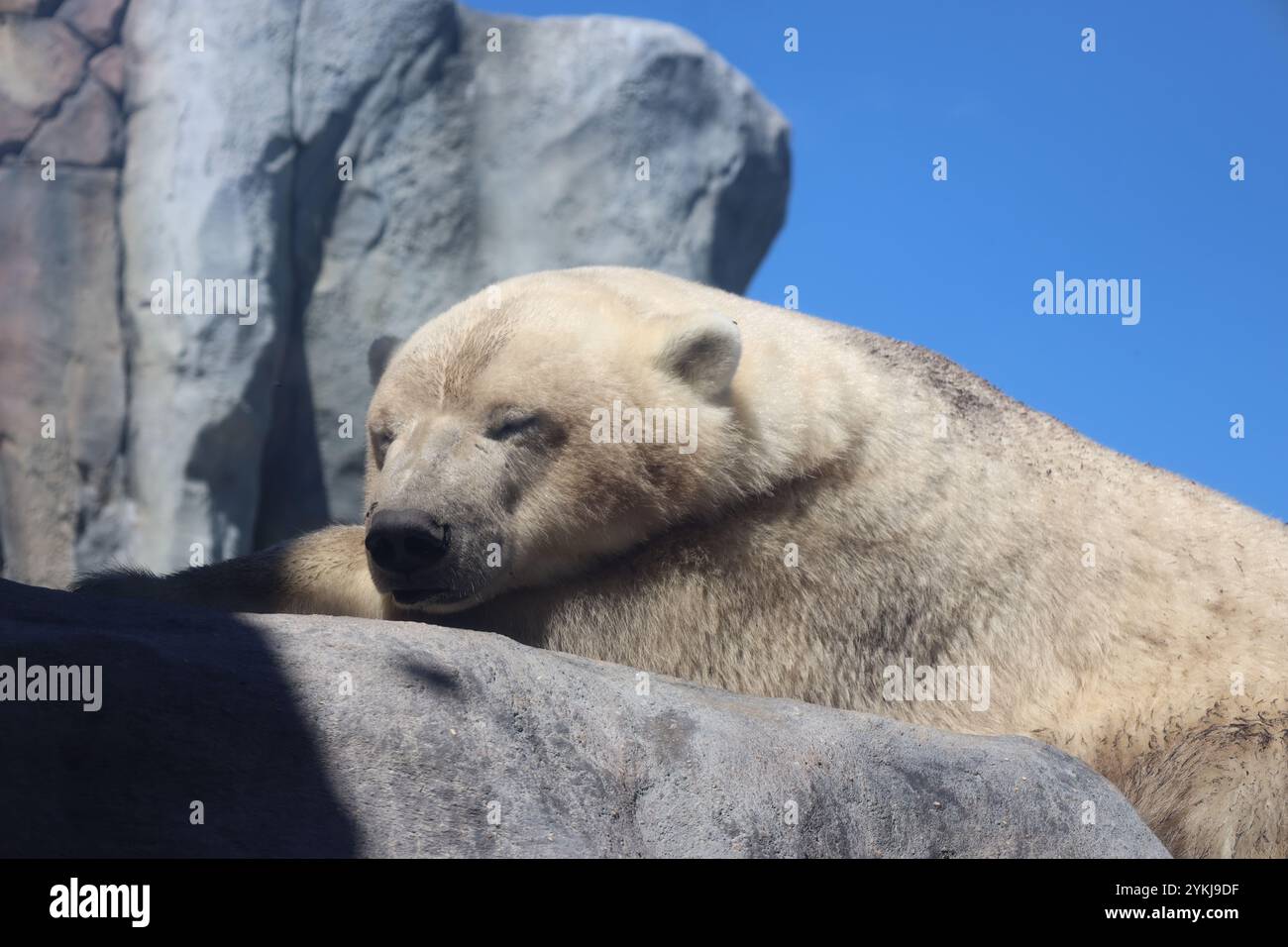 Nahaufnahme Eisbärenjunges schlafend auf einem Felsen in der Sonne Stockfoto