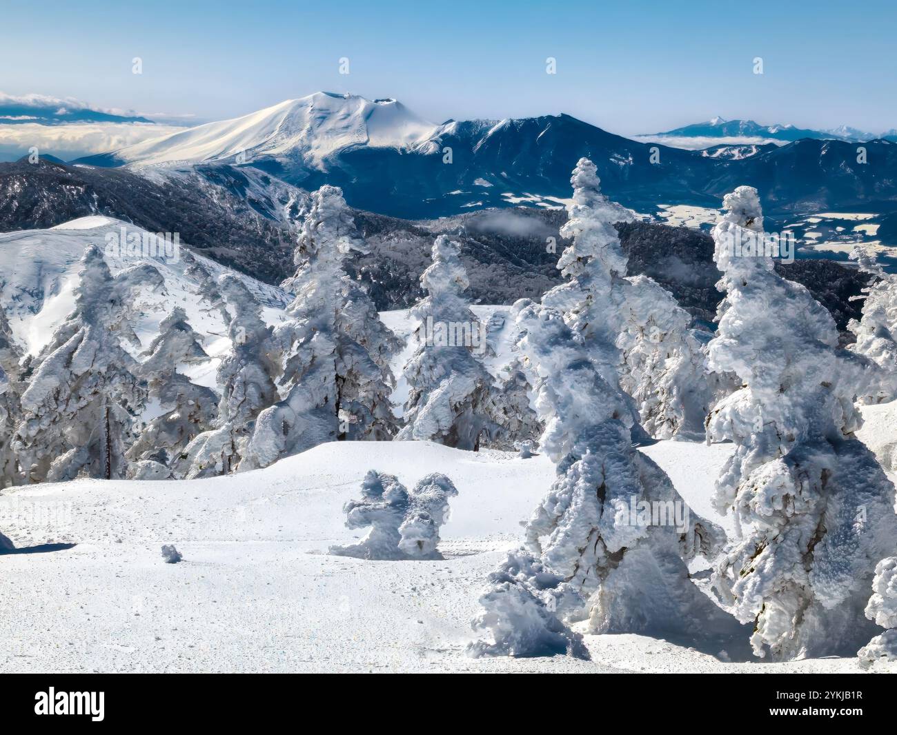 Gefrorene Bäume, tiefer Schnee und im Hintergrund aufragender Vulkan Stockfoto
