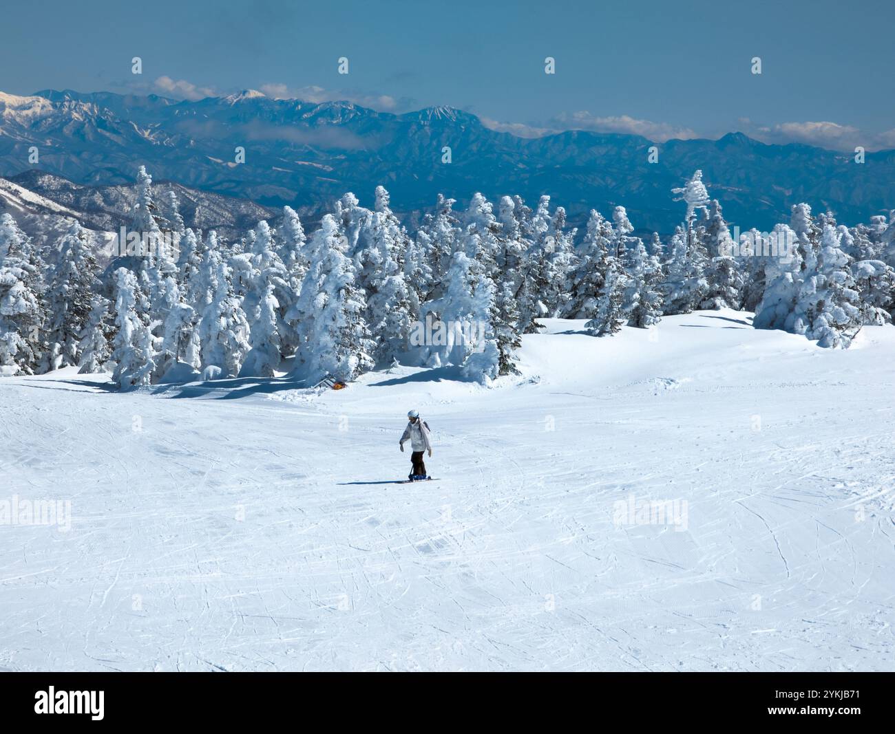 Snowboarder, der eine steile Skipiste hinunter in Richtung eines schneebedeckten Waldes fährt (Yokoteyama, Japan) Stockfoto