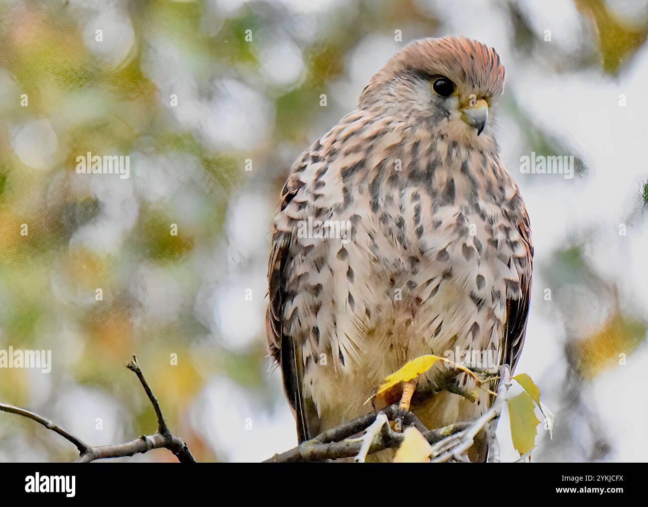 Solo-weiblicher Kestrel (Falco tinnunkulus) auf einem Baum, Hampstead Heath, London, Großbritannien Stockfoto