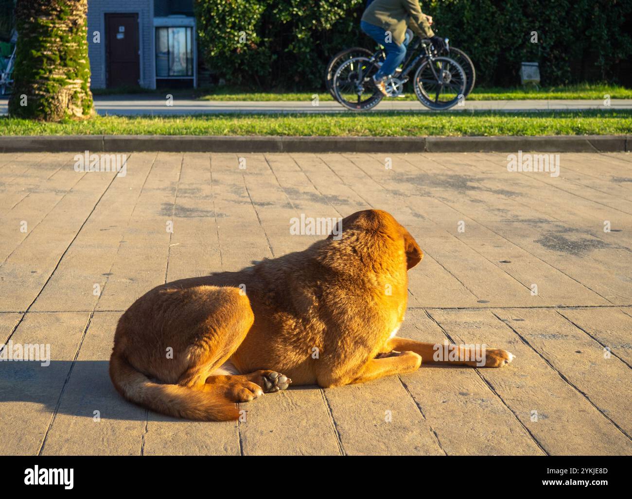 Hund sitzt auf dem Bürgersteig im Park. Das Konzept der Einsamkeit des Hundes. Streunender Hund. Obdachloses Tier. Leute, die vorbeifahren. In den Sonnenstrahlen Stockfoto