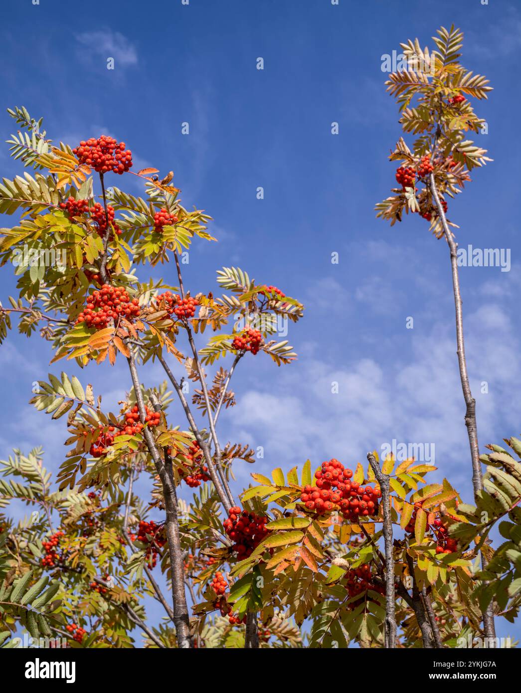 Vaccinium vitis-idaea, die Preiselbeere, Papridgebeere, Foxberry, Bergpreiselbeere oder Kuhbeere in St. Moritz, Schweiz. Stockfoto