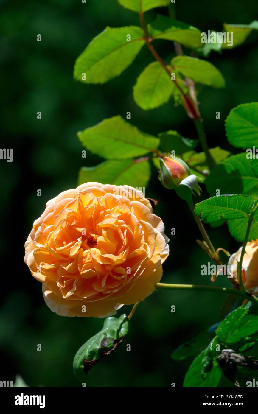 Rose „Crown Princess Margareta“ Rosa Porträt Hellorange Rosenblüte Stockfoto