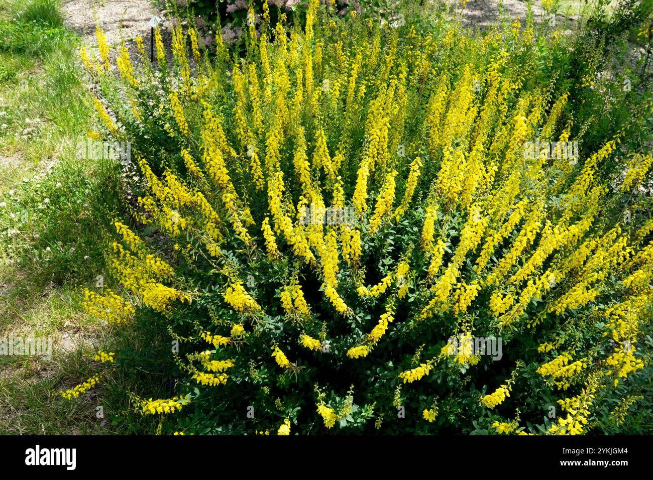 Cytisus nigricans, der schwarze Besen im Garten Stockfoto