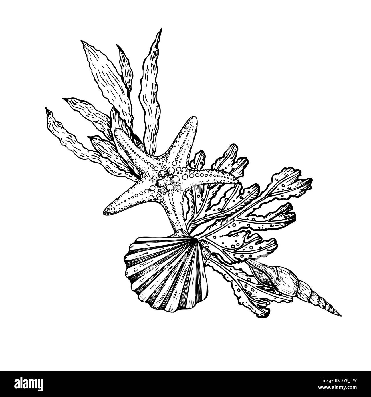 Vektorzusammensetzung. Muscheln, Kieselsteine, Seesterne, Korallen. Handgemalte Seetang, Laminaria. Grafik-Rock-Clip-Art isoliert auf Hintergrund Stock Vektor