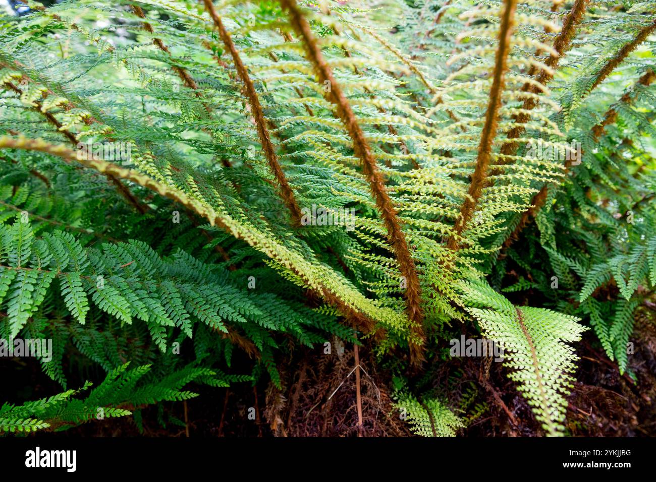 Soft Shield Farn polystichum setiferum Proliferum Stockfoto