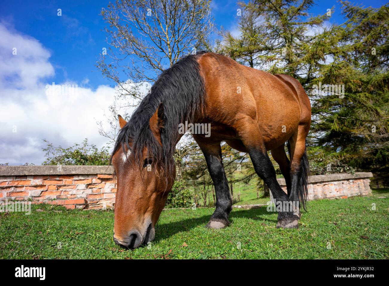 Pferdeweide in Puerto del Escudo, Provinz Burgos, Kastilien und Leon, Spanien. Stockfoto