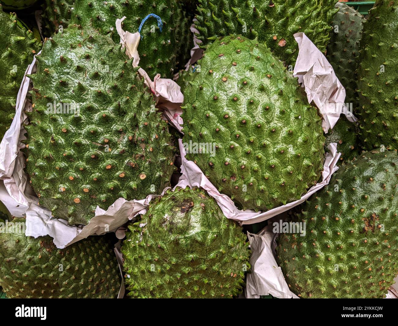 Frisch geerntete tropische kolumbianische Soursop-Früchte, annona muricata oder Guanabana Stockfoto