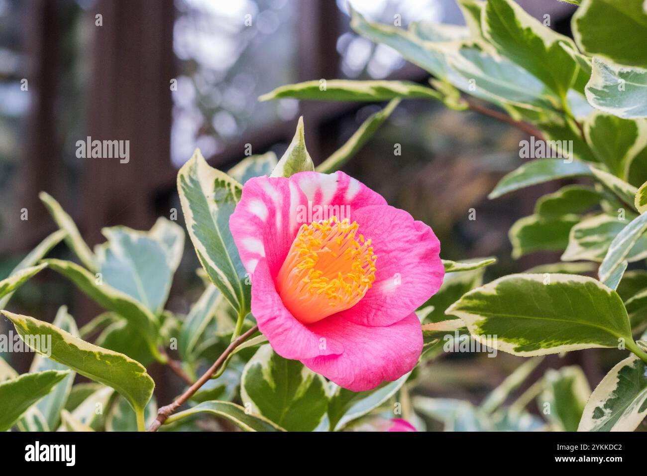 Camellia japonica variegata in Blüte Stockfoto