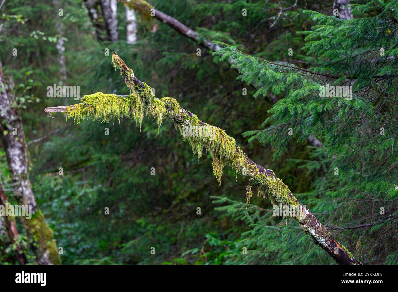 Hängendes Moos an einem Ast in einem Wald in Sitka, Alaska Stockfoto