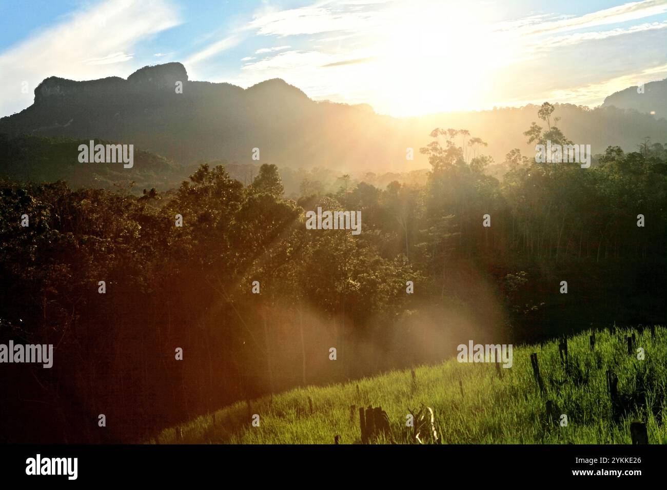 Landwirtschaftliches Feld im Hintergrund von Wäldern und Hügeln im Dorf Nanga Raun, Kalis, Kapuas Hulu, West Kalimantan, Indonesien. Stockfoto