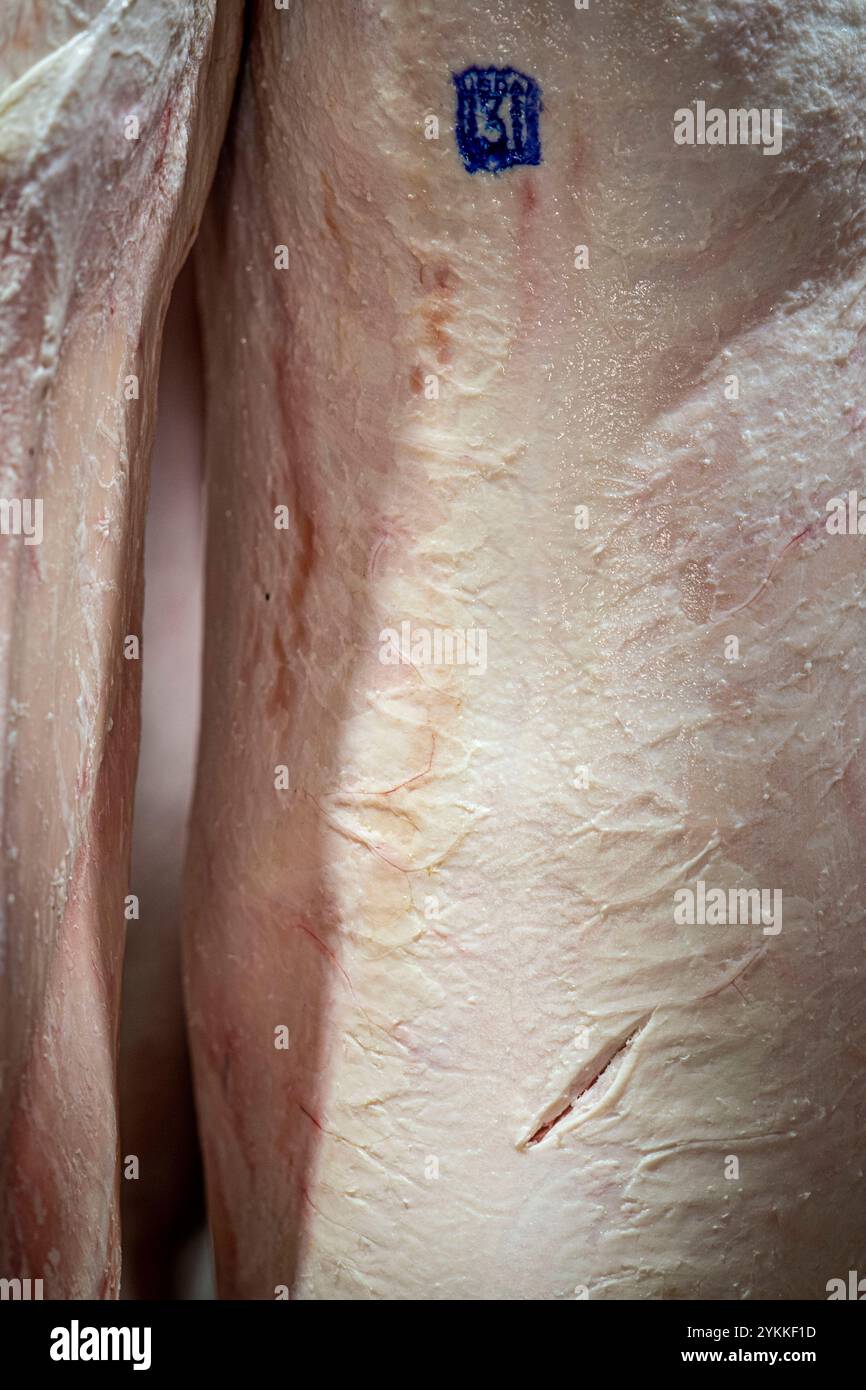 Inspektoren für landwirtschaftliche Fleischerzeugnisse der USDA untersuchen und sortieren Rindfleisch in einem Schlachthof und einer Verpackungsanlage. Stockfoto