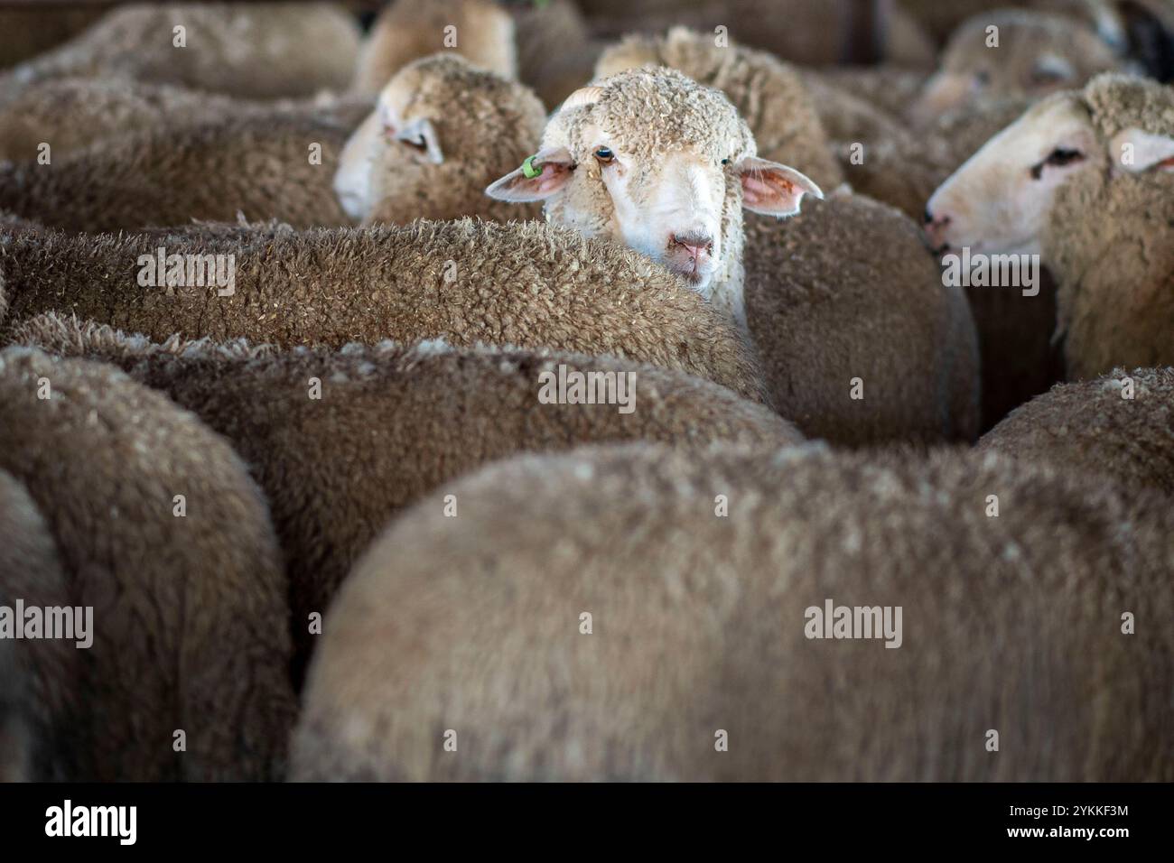 Inspektoren für landwirtschaftliche Fleischerzeugnisse der USDA untersuchen und sortieren Rindfleisch in einem Schlachthof und einer Verpackungsanlage. Stockfoto