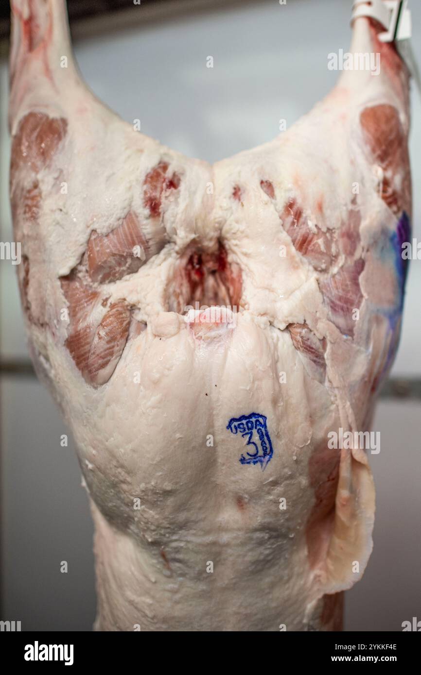 Inspektoren für landwirtschaftliche Fleischerzeugnisse der USDA untersuchen und sortieren Rindfleisch in einem Schlachthof und einer Verpackungsanlage. Stockfoto
