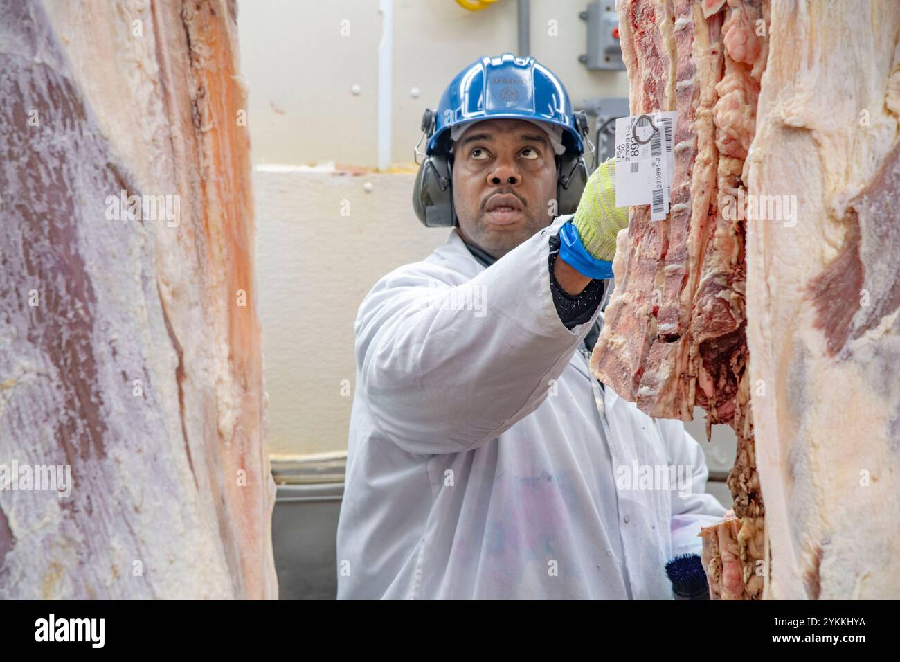 Fleischinspektoren und -Sortierer des US-Landwirtschaftsministeriums (USDA) untersuchen Schlachtkörper von Rindfleisch in einem Schlachthof und einer Verpackungsanlage in den USA. Stockfoto