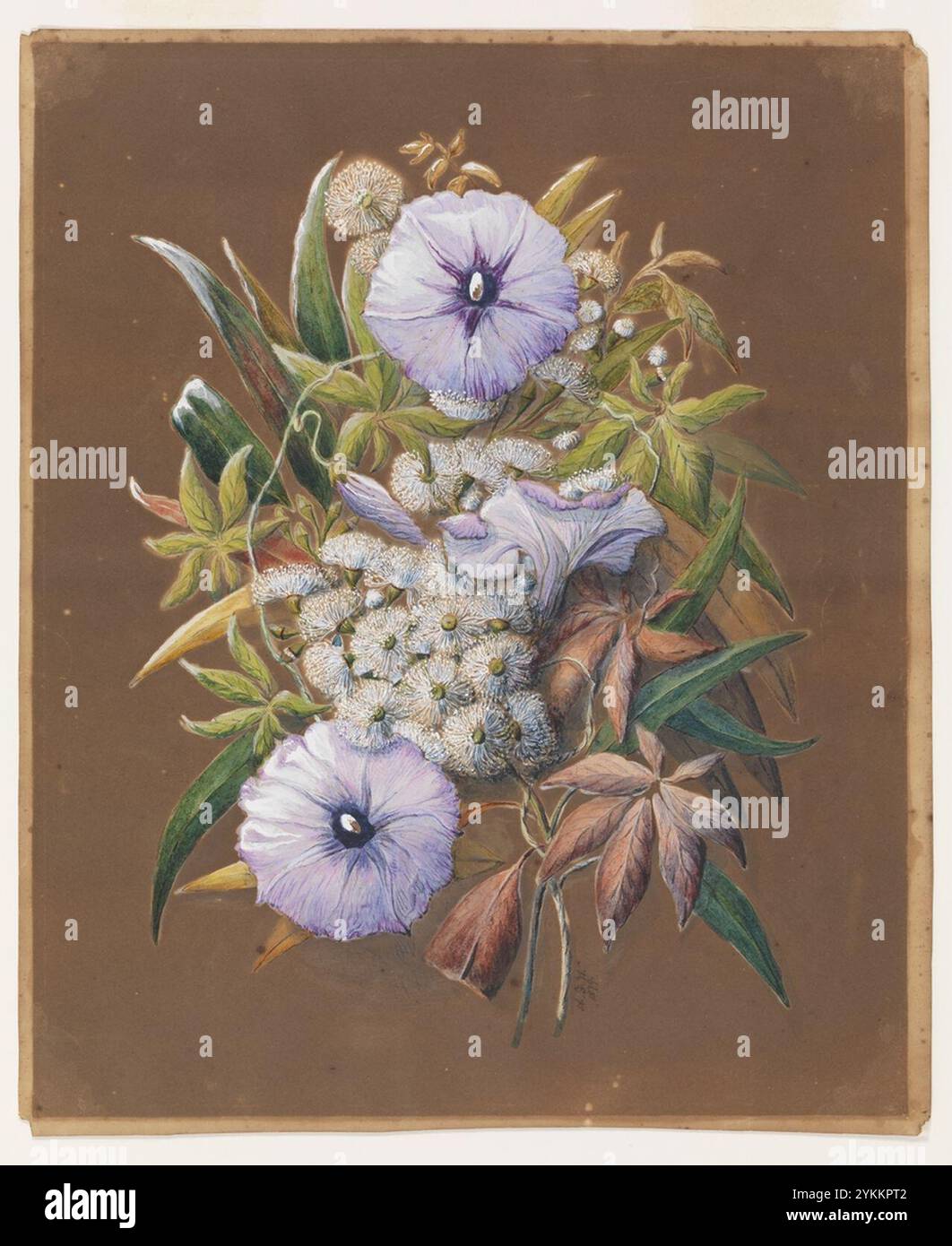 Botanische Zeichnungen, ca. 1879 von A. F. Walker a5072002h. Stockfoto