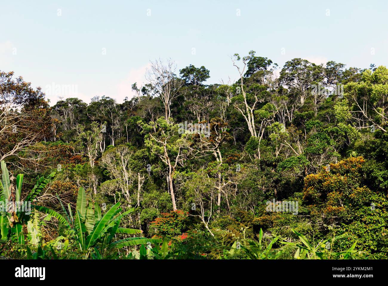 Primärwald in Andasibe NP in Madagaskar. Stockfoto