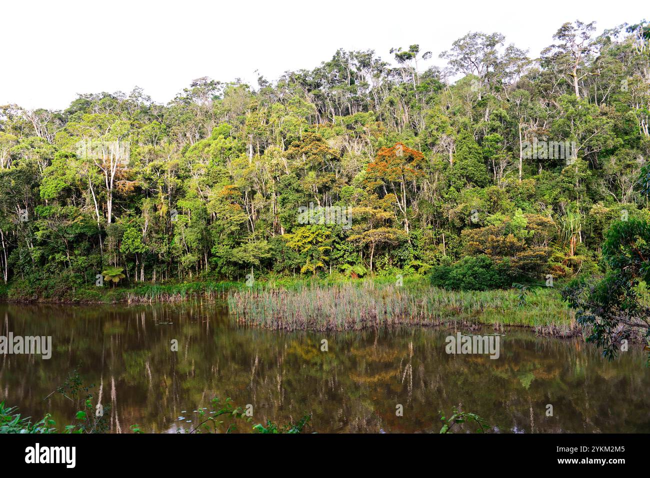 Primärwald in Andasibe NP in Madagaskar. Stockfoto
