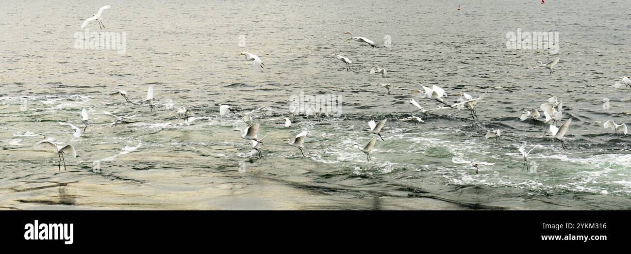Kleine Reiher fliegen in der Nähe der Fähre in Tai Po, Hong KNG. Stockfoto