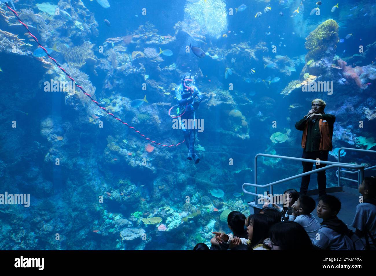 Eine Unterwassershow im Aquarienbecken mit einem Taucher, der ein Korallenriff erforscht. An der California Academy of Sciences, San Francisco. Stockfoto