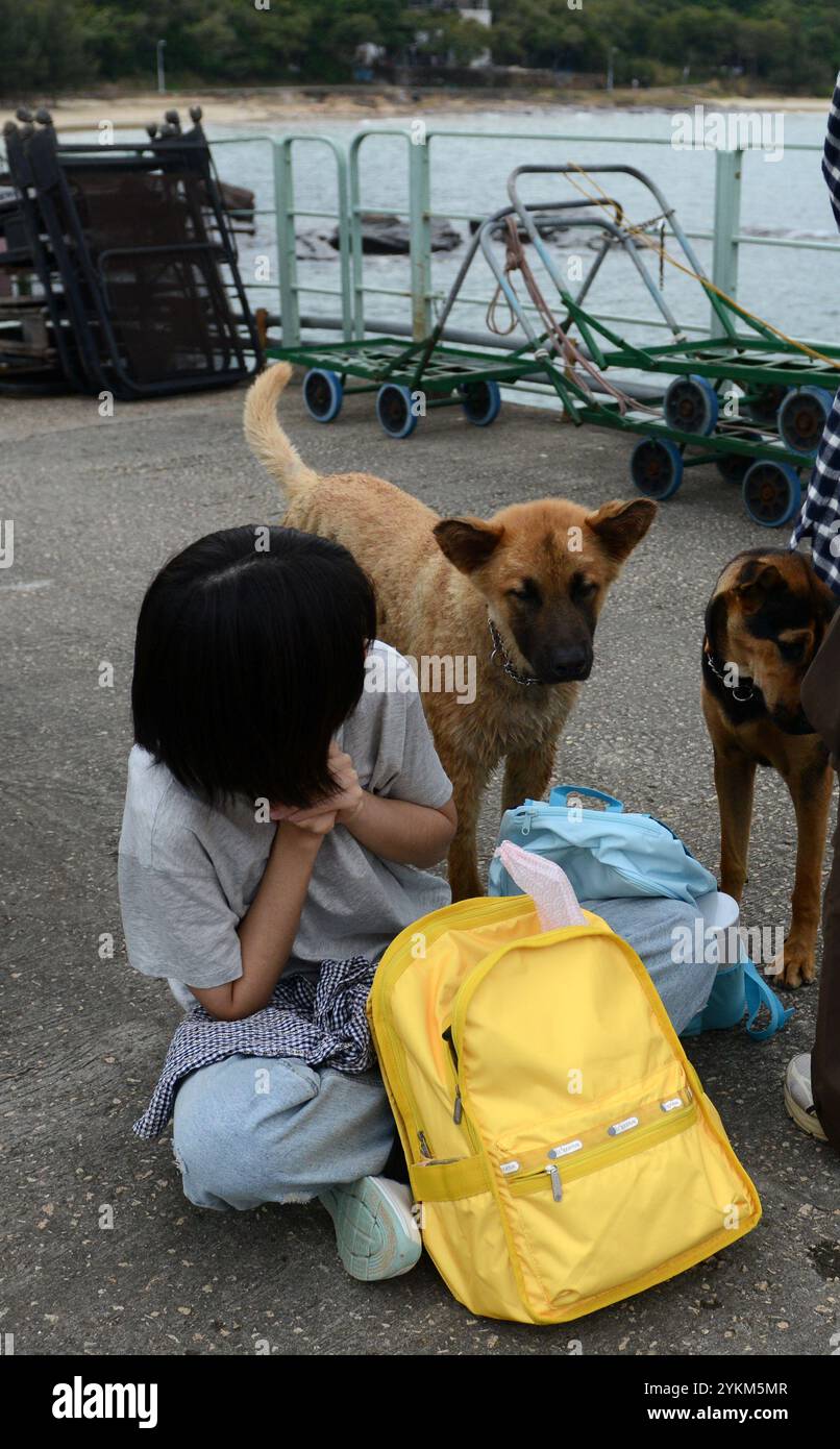 Niedliche Hunde begrüßen einen Touristen am Fähranleger in Tung Ping Chau, Hongkong. Stockfoto