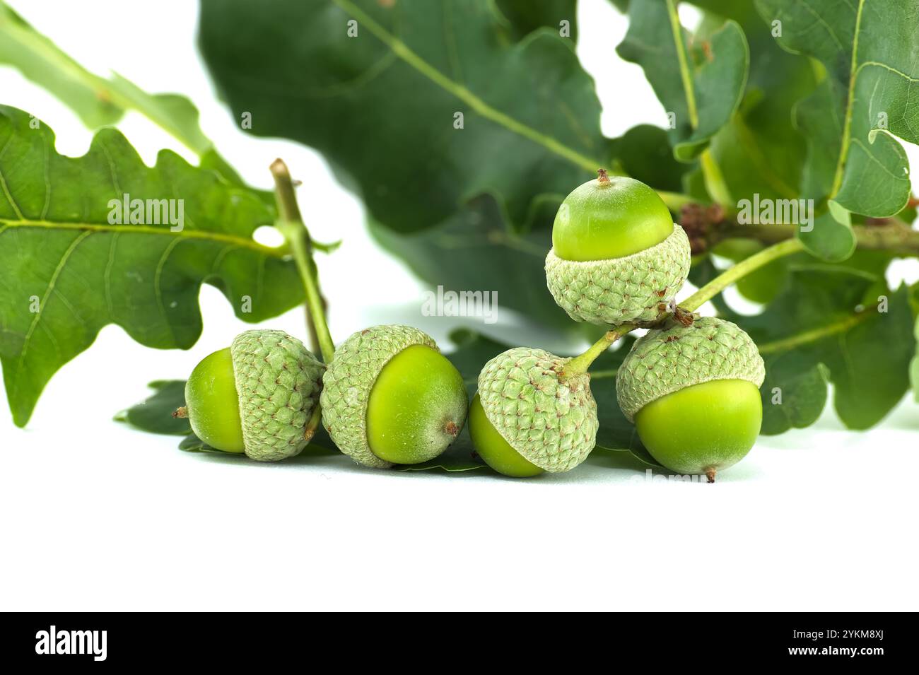 Nahaufnahme von leuchtenden grünen Eicheln auf Eichenzweigen, die die üppige Schönheit und das Wachstumspotenzial der Waldflora in einer natürlichen Umgebung zeigen. Stockfoto