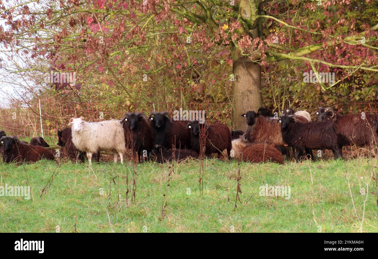 ...Hier hat sich das Gros der Tiere versammelt - unter der Krone eines starken Baumes... Heidschnucken Herde unter Baum *** hier haben sich die meisten Tiere unter der Krone einer starken Baumherde Heidschnucken unter einem Baum versammelt Stockfoto