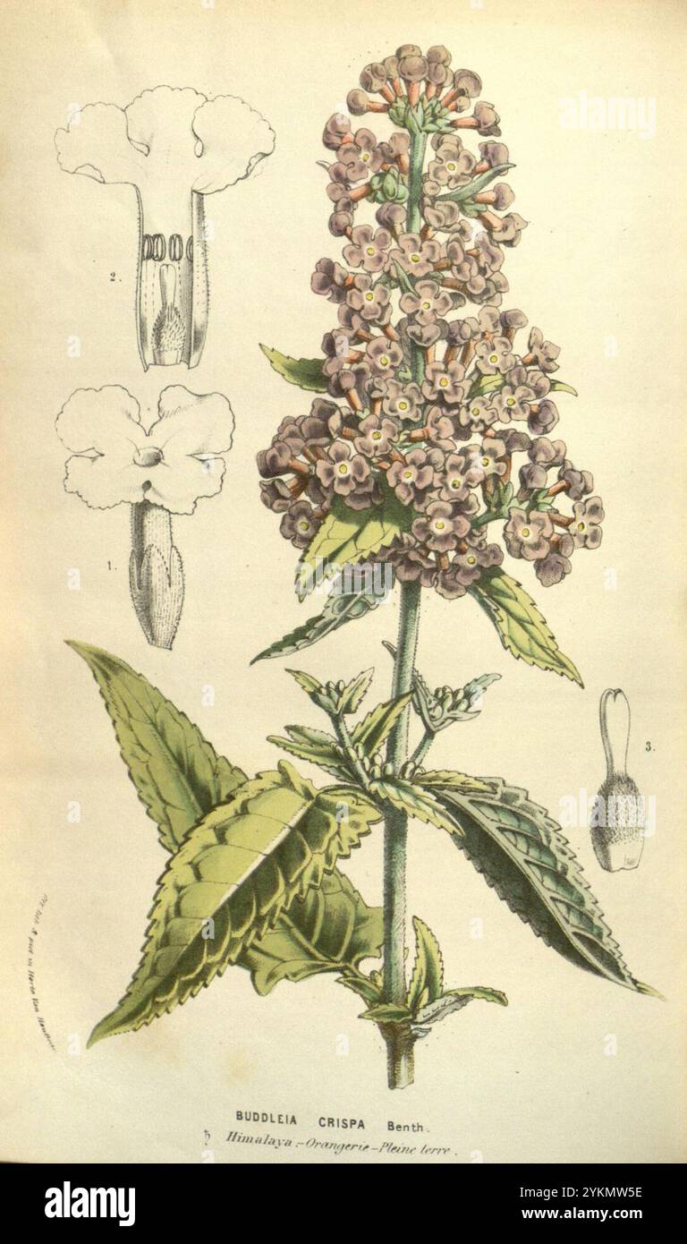 Buddleja crispa (49584121722). Stockfoto