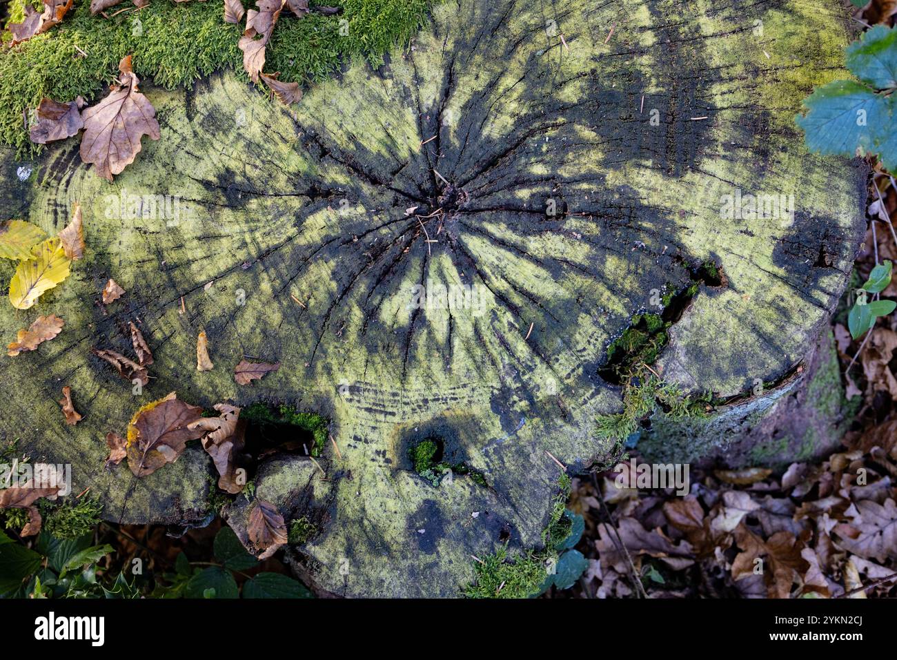 Querschnitt eines Baumstamms Stockfoto
